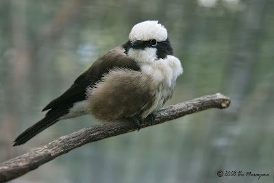 Cendet - Northern White-crowned Shrike (Eurocephalus ruppelli) Californi